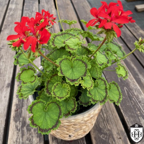 Pelargonium 'Distinction' - Pelargoon 'Distinction' P9/0,55L